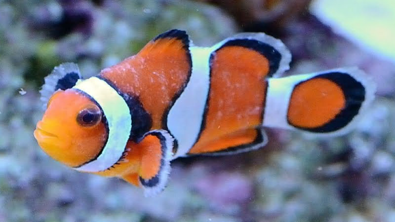 Brooklynella Clownfish Disease: Symptoms And Best Treatment