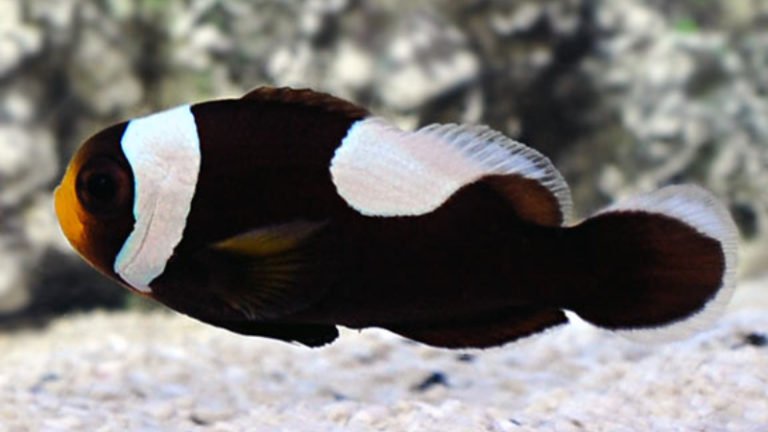6 Important Facts About Brown Clownfish You Should Know