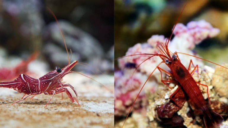Camel Shrimp Vs Peppermint Shrimp: 7 Amazing Differences