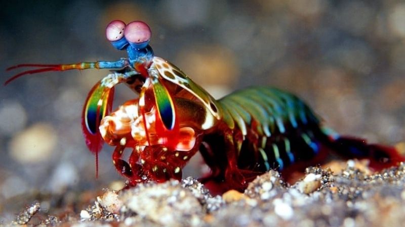 Can A Mantis Shrimp Hurt A Human?