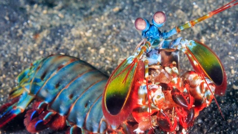 can a mantis shrimp hurt a human