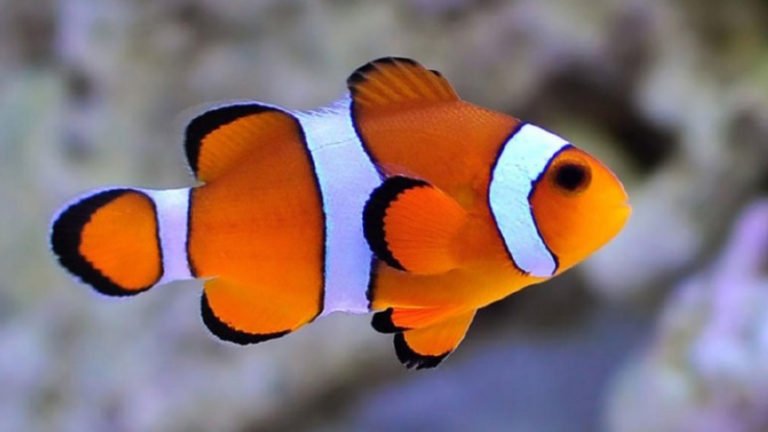 Can Clownfish Live In Cold Water? ( 3 Wonderful Facts)