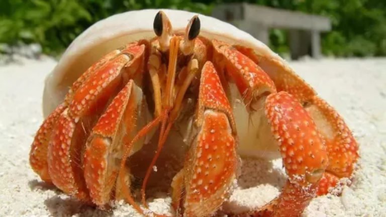 Can Hermit Crabs Live Out of Water? (Impressive Answers)