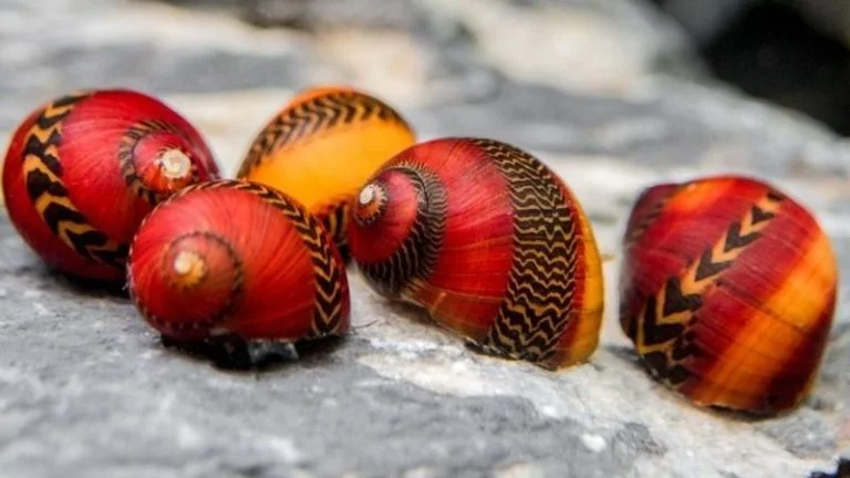 can nerite snails live out of water