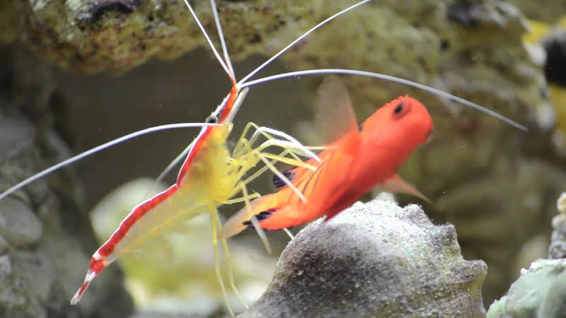 can shrimp get ich