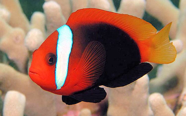 Cinnamon clownfish
