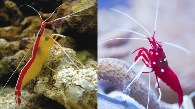 Is Keeping Cleaner Shrimp And Fire Shrimp Together Good?