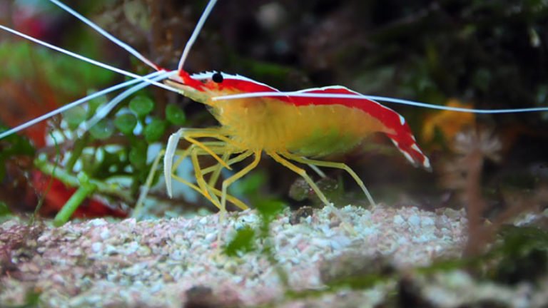 Top 3 Excited Facts Abou Cleaner Shrimp Eggs - Do You Known?