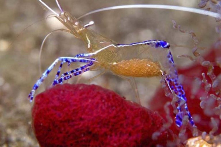 How Is Cleaner Shrimp Molting? 5 Facts About Cleaner Shrimp