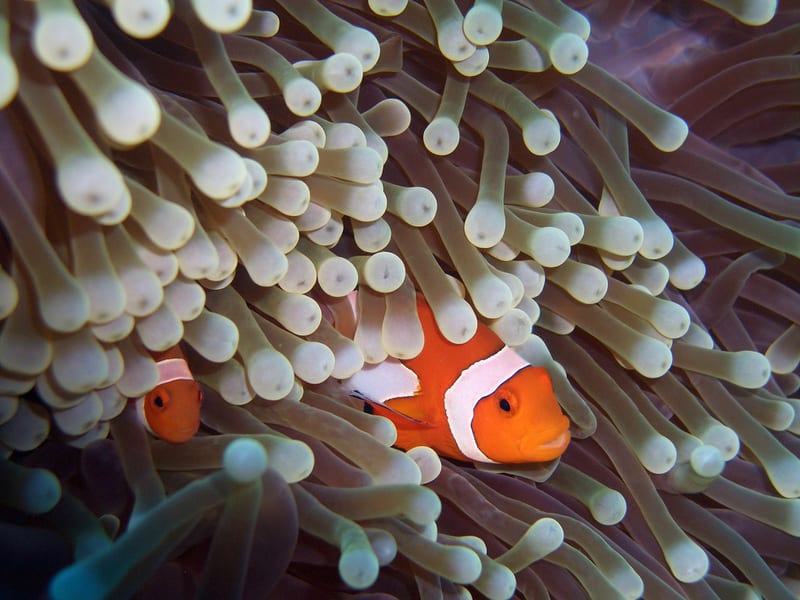 Clownfish And Anemones