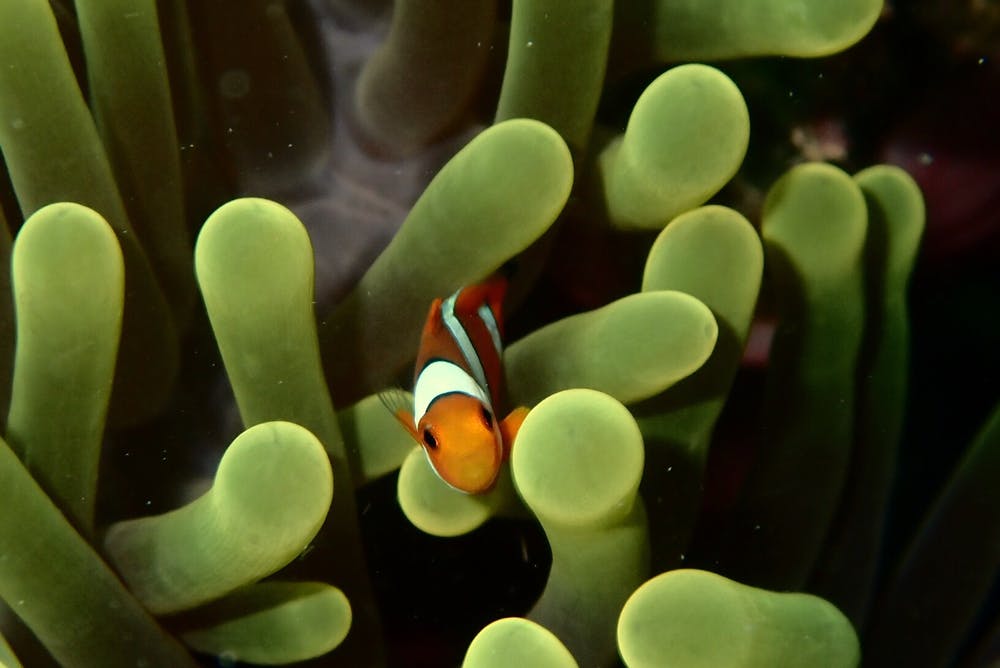 Clownfish Can Only Hatch In The Dark.
