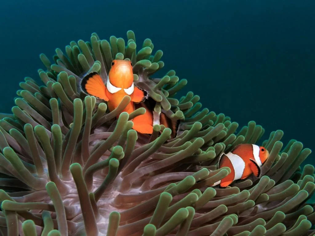 Clownfish compatibility