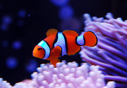 Clownfish Description