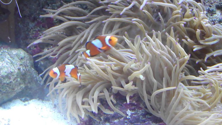 What Causes Are Clownfish Fighting? Don't Worry Too Much