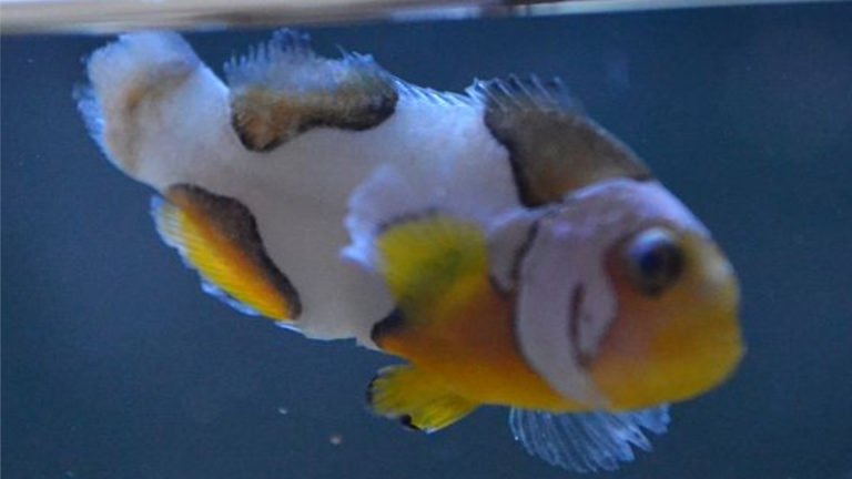 Clownfish Fin Rot: Top 6 Important Things You Need To Know