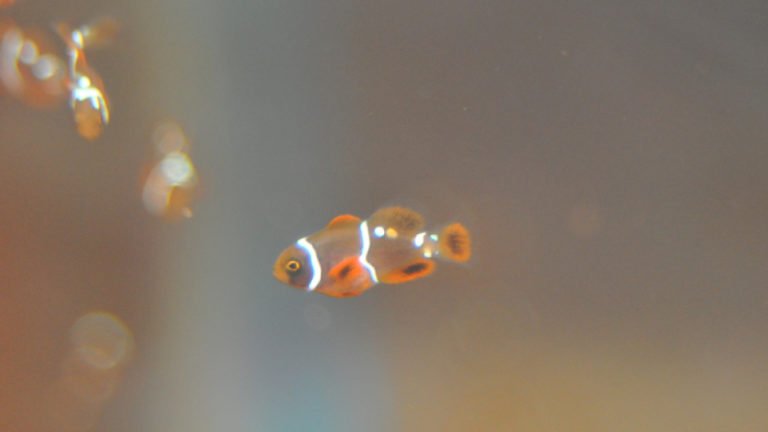 How To Raise Clownfish Fry Successfully? A Definitive Guide