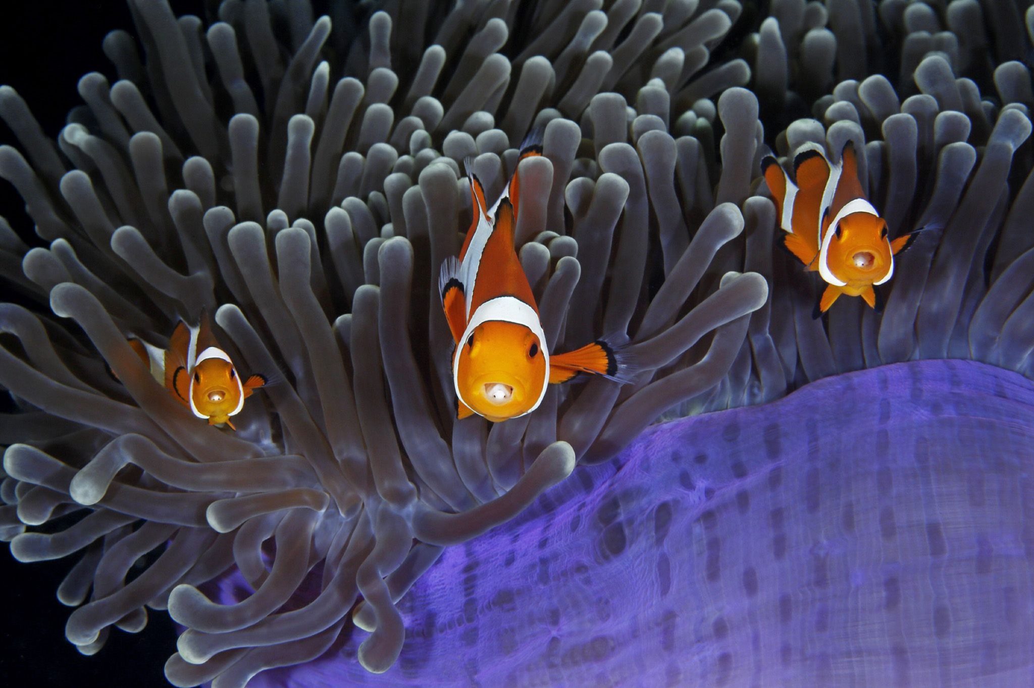 What Causes Are Clownfish Fighting? Don't Worry Too Much