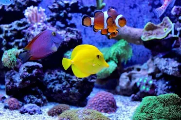 Clownfish With Others In Tank