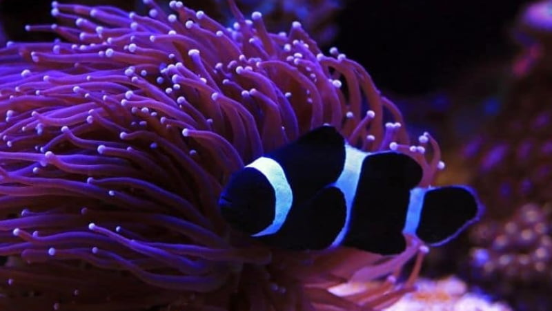 Top 3 Factors Influence Clownfish Growth Rate