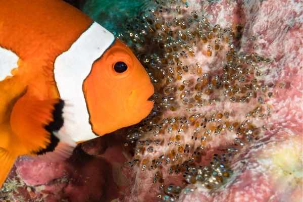 Clownfish Have To Be To Breed And Lay Eggs