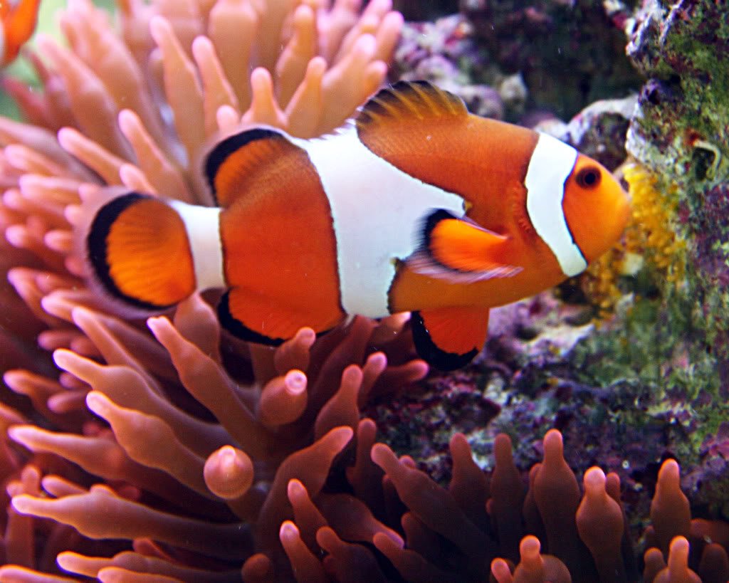 Clownfish Have To Be To Breed And Lay Eggs
