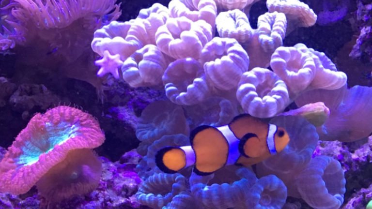 Clownfish Hosting Hammer Coral - Top 4 Facts about Hammer Coral