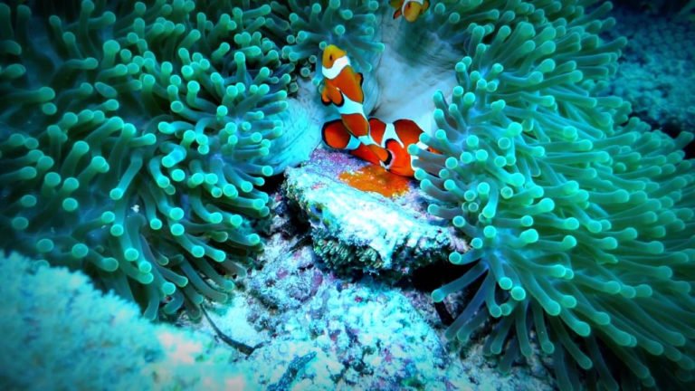 3 Interesting Facts About How Clownfish Laying Eggs