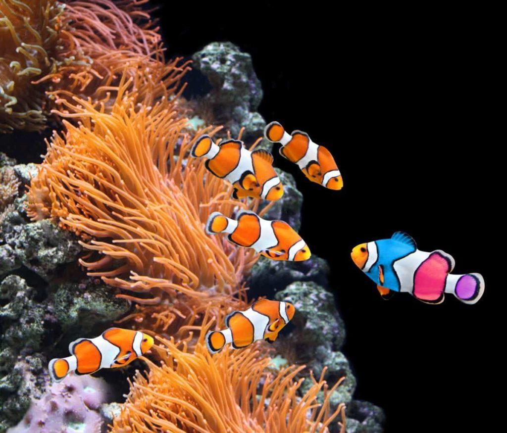 Not all clownfish live together