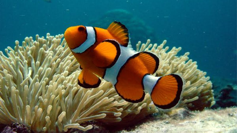 Top 2 Exciting Facts Of Clownfish Mating Behavior- You Know?