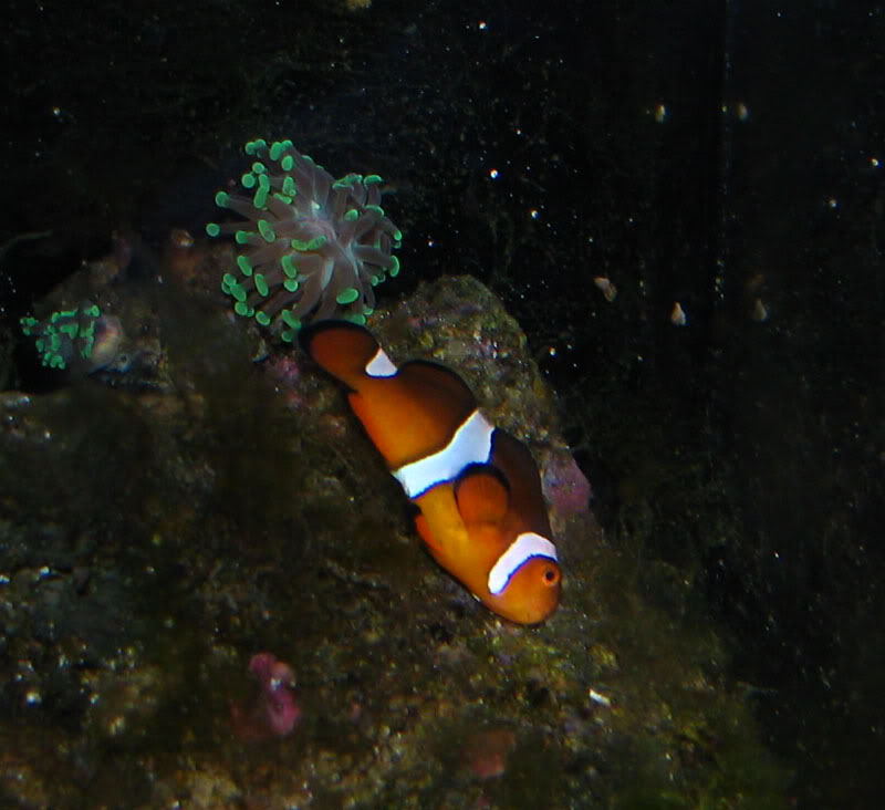 Clownfish Normal Sleeping Behavior