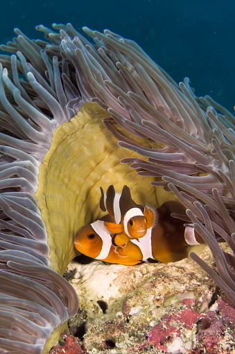 Clownfish pairing