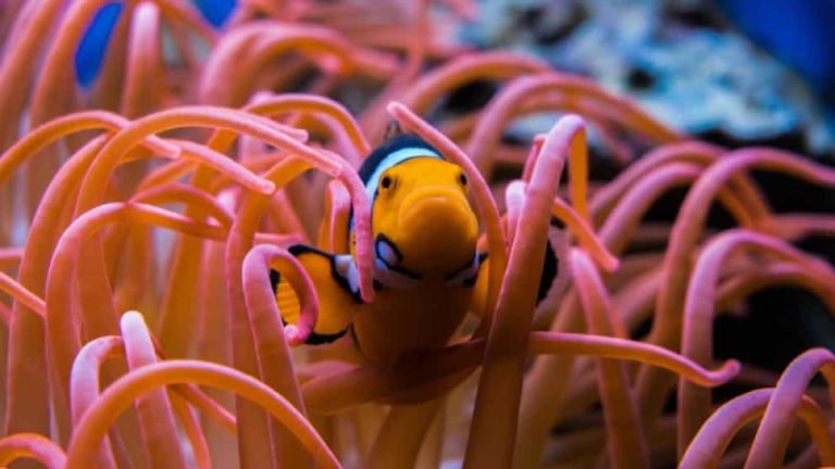 The Amazing World Of Clownfish Sleeping (Top 5 Secrets)