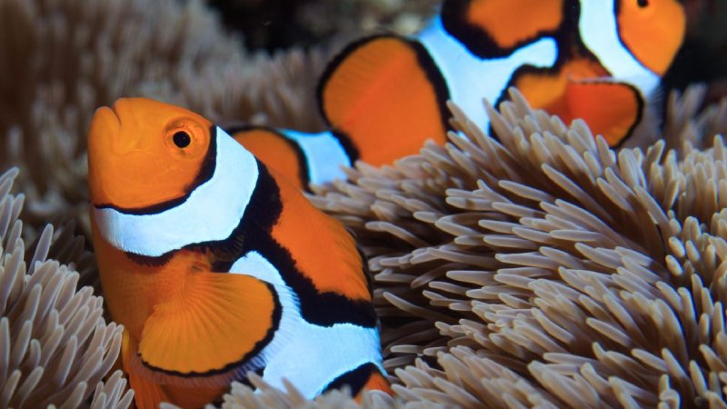 Clownfish Sleeping In Anemone - Do You Know? (Top 2 Facts)
