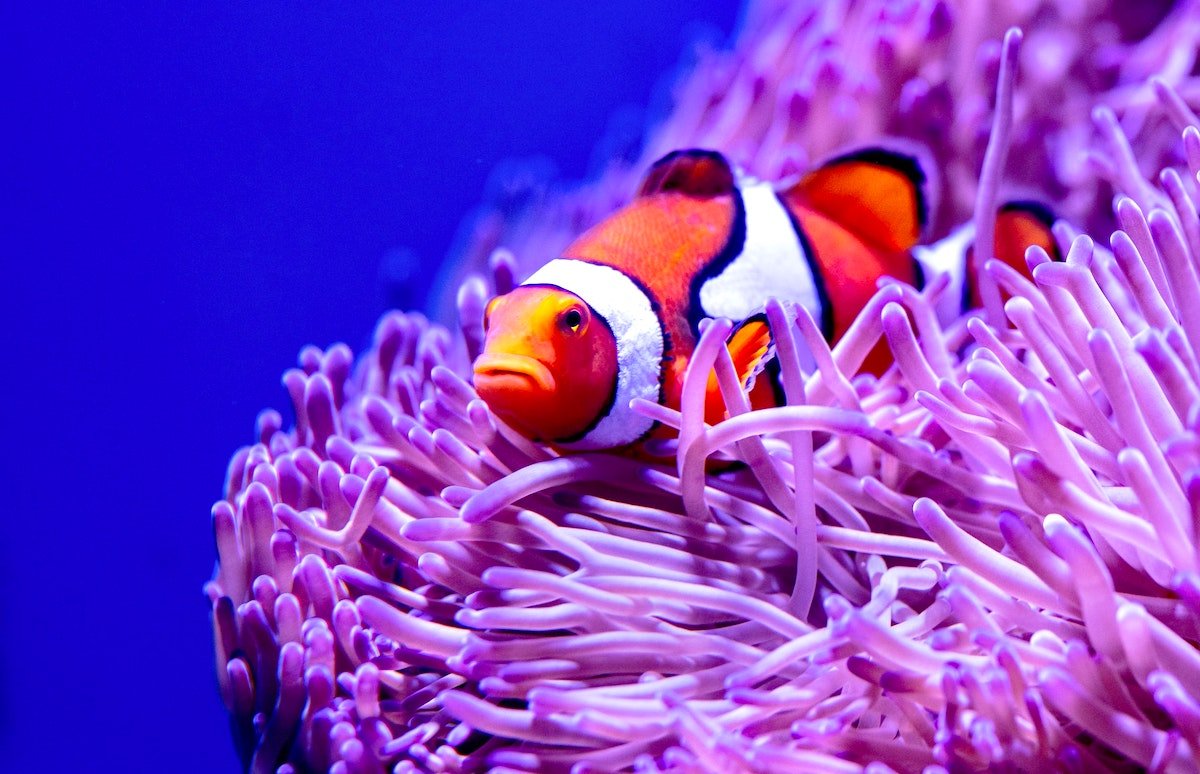 Clownfish Sleeping In Anemone Do You Know? (Top 2 Facts)