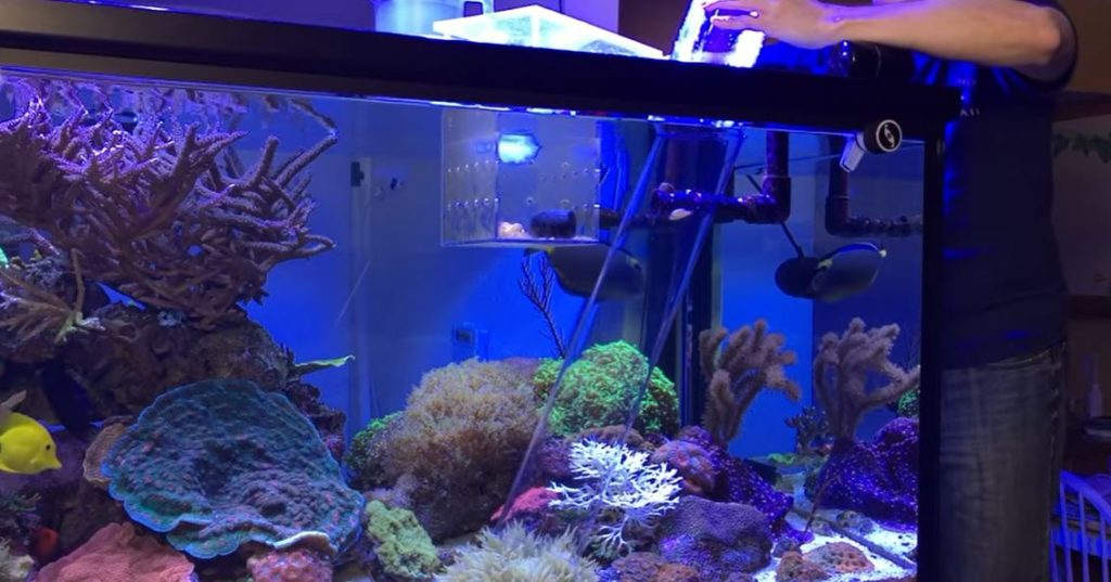 Clownfish swim down into anemone through an acrylic tube