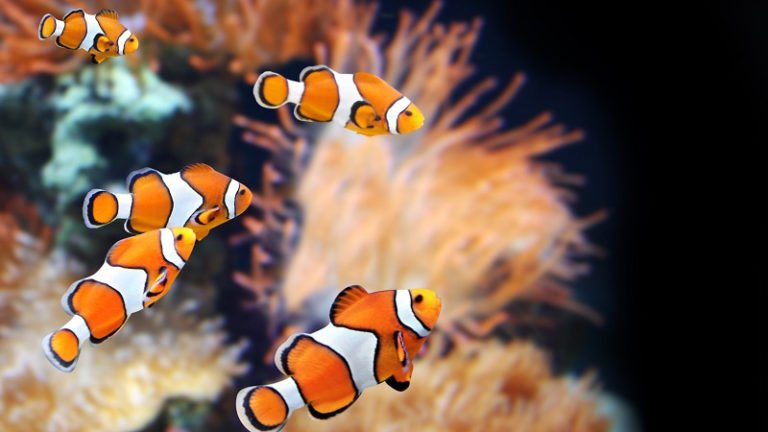 Best Clownfish Water Temperature And 4 Influencing Factors