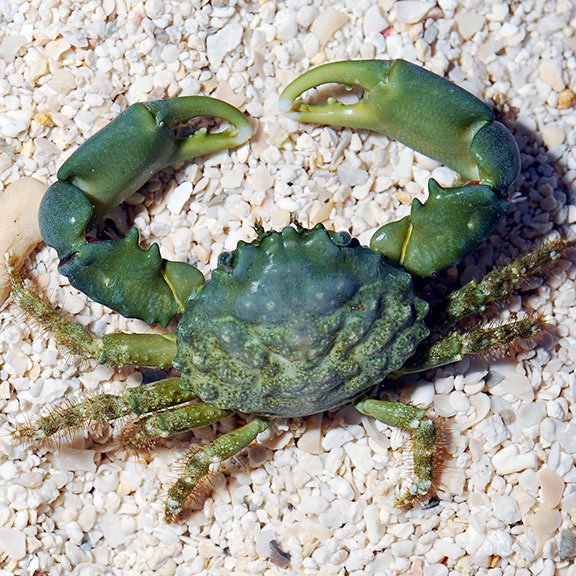Common Possible Diseases Of Emerald Crabs