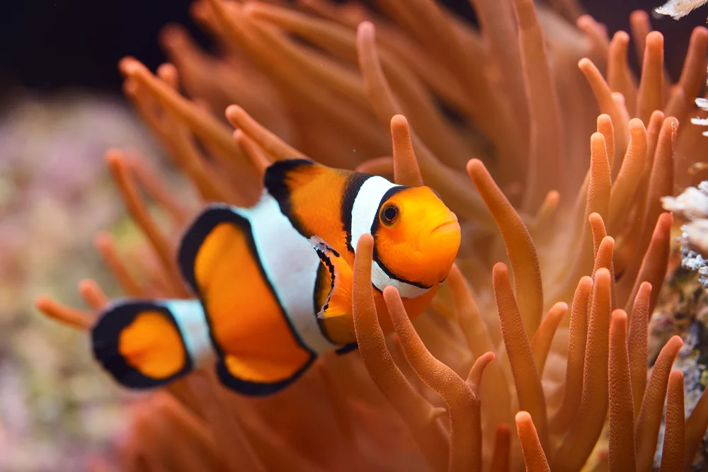 Common Problems With Clown Fish