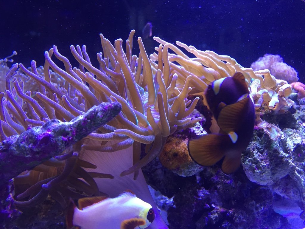 Conditioning For Clownfish Eggs