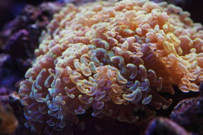 Conditions for hammer corals