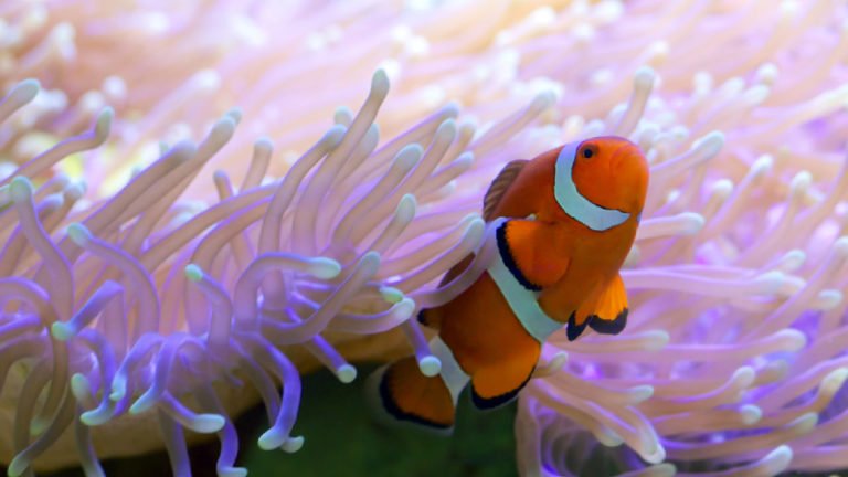 Coral Beauty Angelfish With Clownfish? (Top 2 Facts)