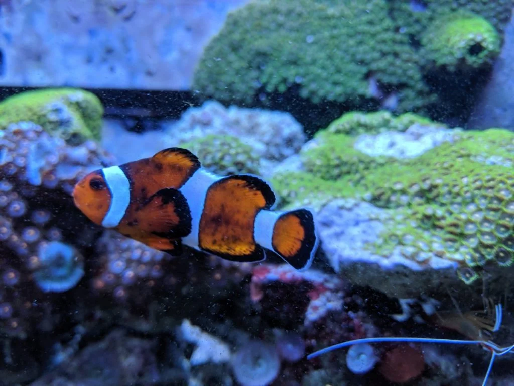 Coral Beauty Angelfish With Clownfish