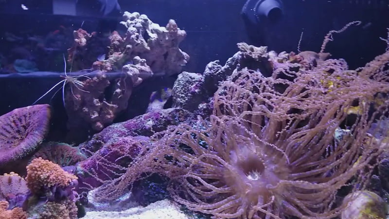 Corkscrew Sea Anemone
