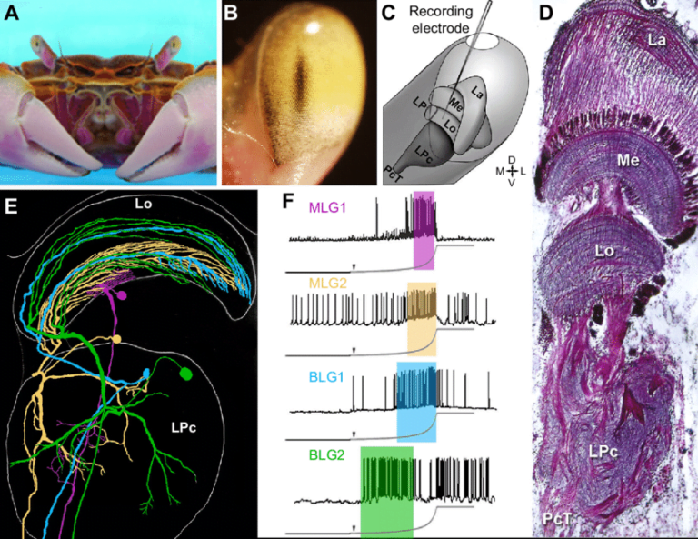 Are Crabs Smart? 5 Amazing Things That Prove They Are