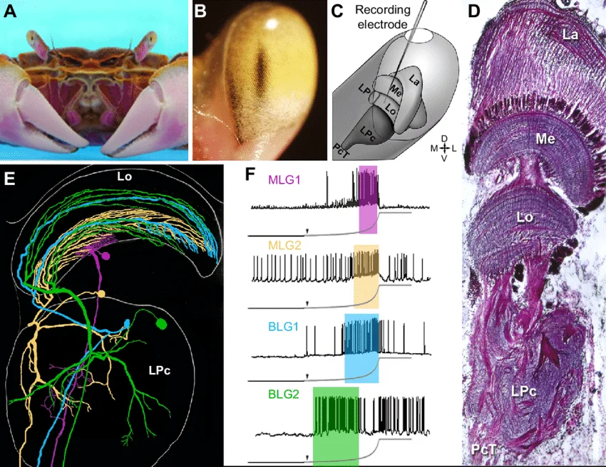 Crab's Brain Encodes Complex Memories