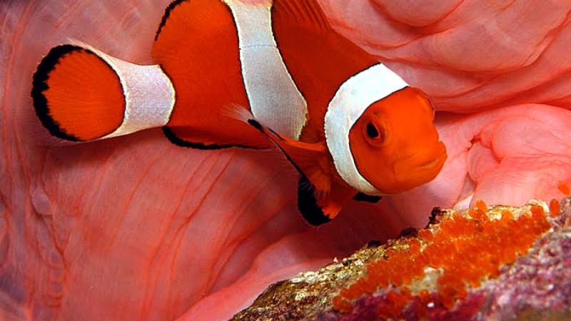 Does Clownfish Eat Their Own Eggs? 