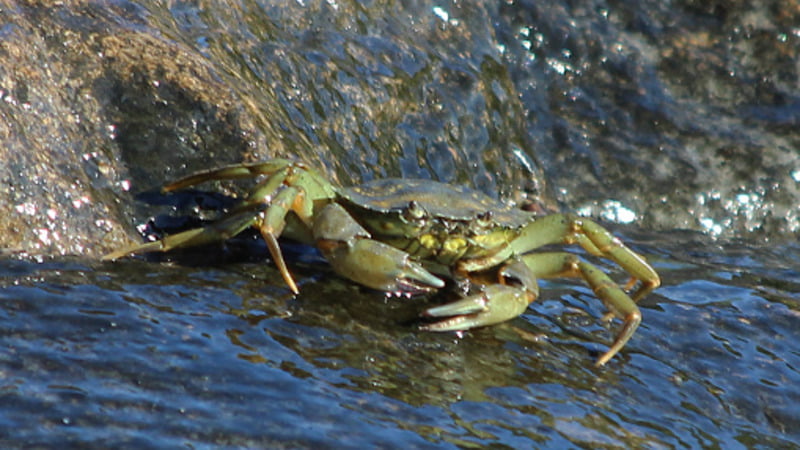 Do Emerald Crabs Eat Coral?: A New Topic Of Concern