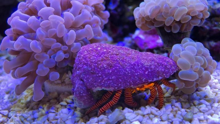 Do Hermit Crabs Eat Coral? (The Best Diet For Hermit Crabs)