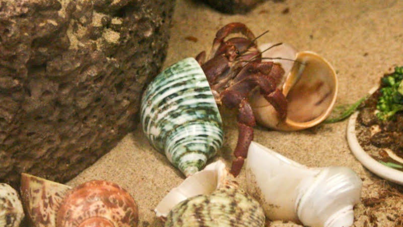 Do Saltwater Hermit Crabs Need Bigger Shells? (Best Sizes)