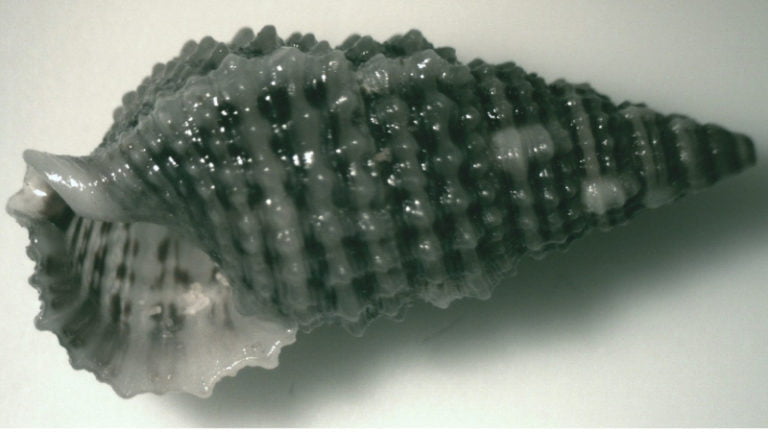 The Fascinating And Amazing World of Dwarf Cerith Snails